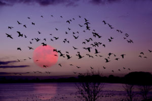 Migration of birds at sundown Migration of birds at sundown
